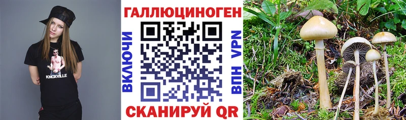 Галлюциногенные грибы Psilocybe Бодайбо